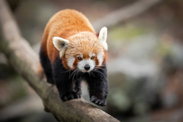 Panda Rojo Caminando Sobre Árbol — Foto de Stock