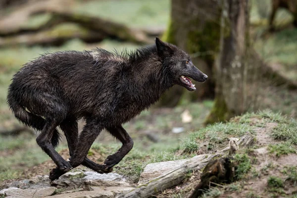 Timberwolf Correndo Floresta — Fotografia de Stock