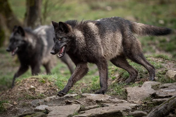 Timberwolf Τρέχει Στο Δάσος — Φωτογραφία Αρχείου