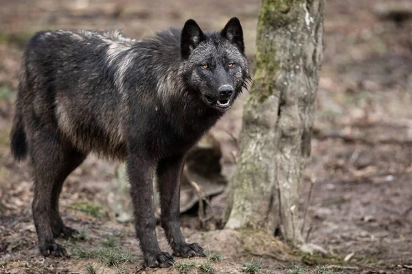 Timberwolf Het Bos — Stockfoto