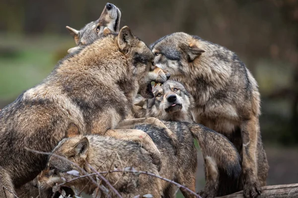 Familie Van Grijze Wolf Het Bos — Stockfoto