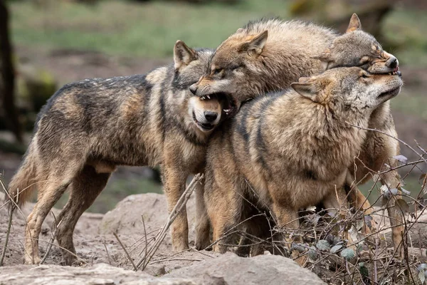 Family Grey Wolf Forest — 图库照片