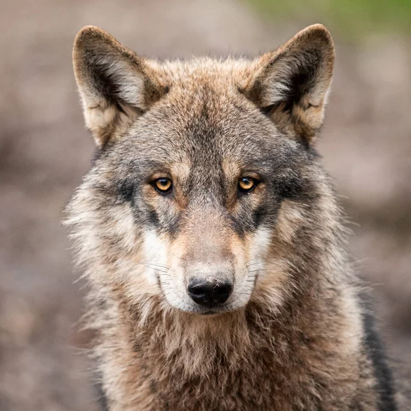 Ritratto Lupo Grigio Nella Foresta — Foto Stock