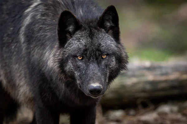 Retrato Timberwolf Bosque — Foto de Stock