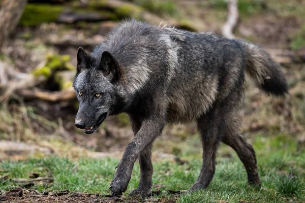 Timberwolf Τρέχει Στο Δάσος — Φωτογραφία Αρχείου