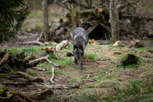 Timberwolf Nella Foresta — Foto Stock