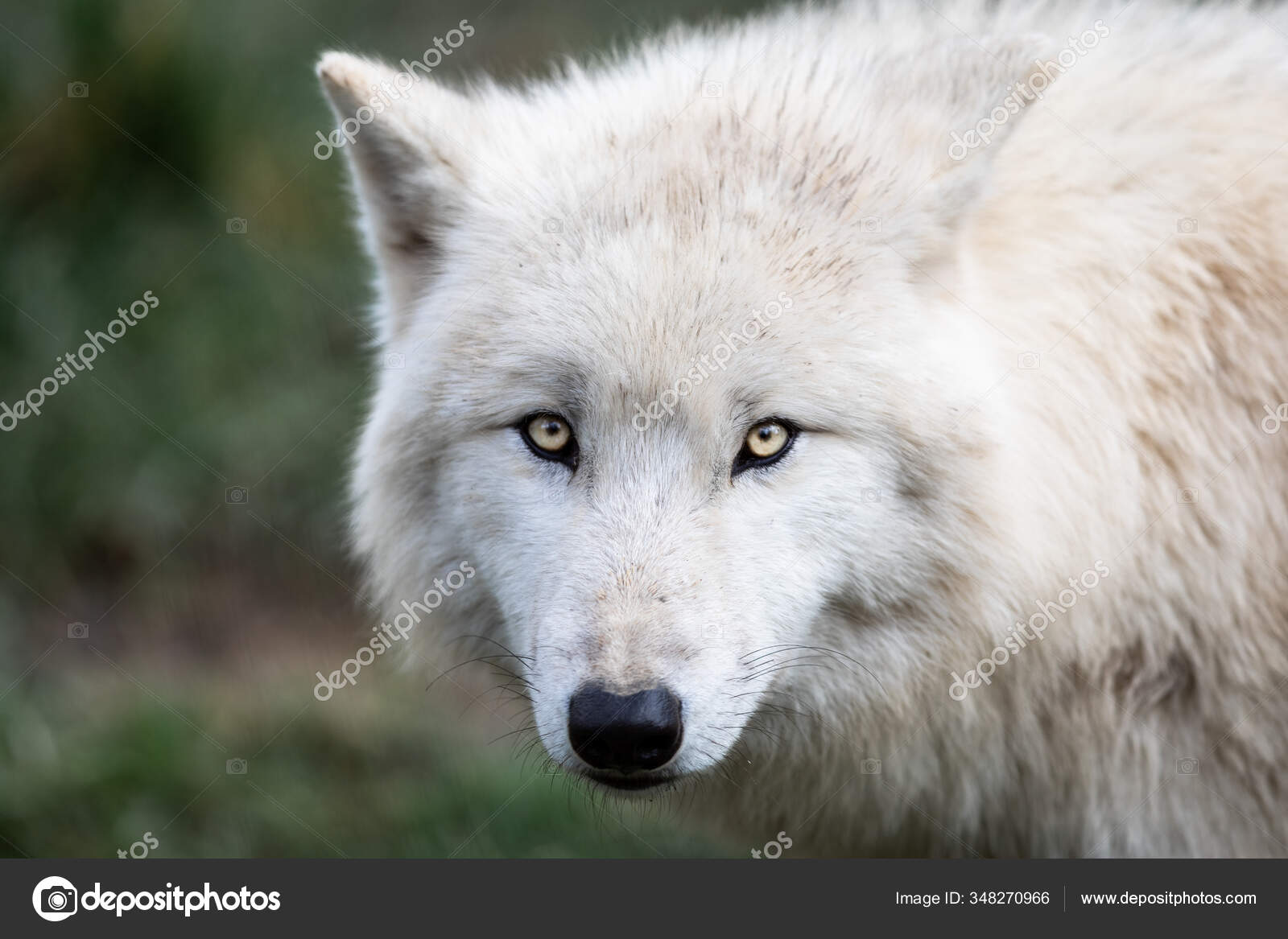 Portrait White Wolf Forest — Stock Photo © waitandshoot #348270966, image size:1600x1167
