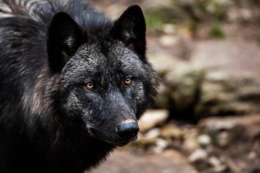 Ormandaki Timberwolf portresi