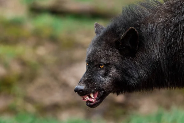 Πορτρέτο Ενός Θυμωμένου Timberwolf — Φωτογραφία Αρχείου