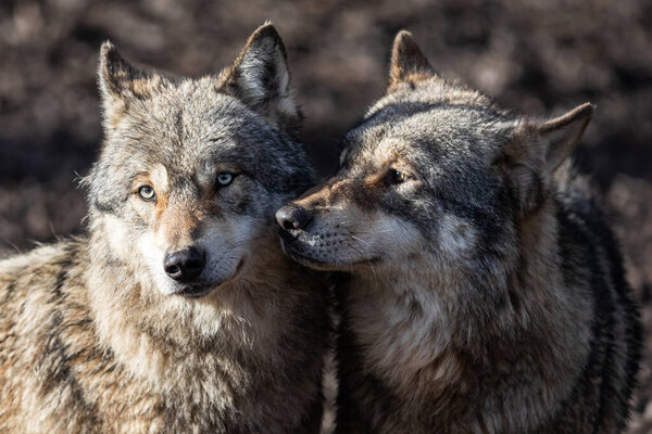 Two grey wolf in love