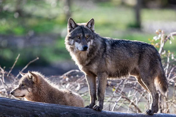 Lobo Gris Bosque — Foto de Stock