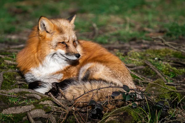 森の中で眠っている赤いキツネ — ストック写真