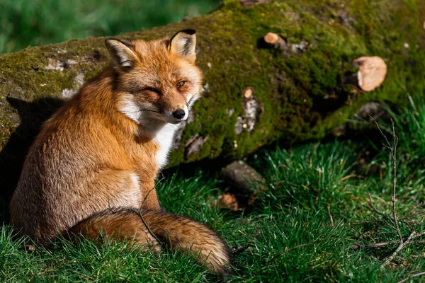 Rode Vos Het Bos — Stockfoto