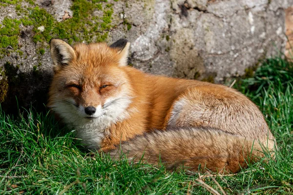 Renard Roux Dormant Dans Forêt — Photo