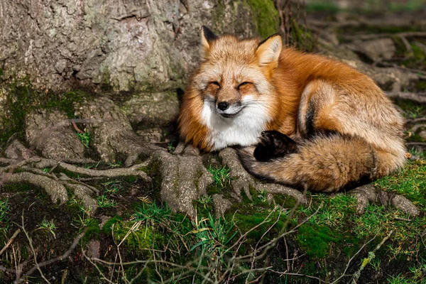森の中で眠っている赤いキツネ — ストック写真