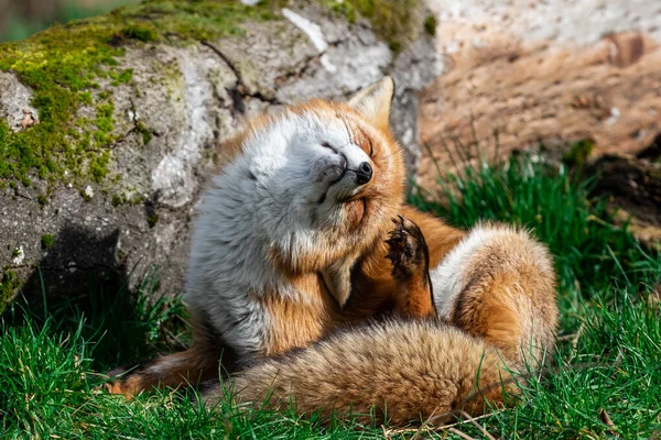 Κόκκινη Αλεπού Ξύσιμο Στο Δάσος — Φωτογραφία Αρχείου