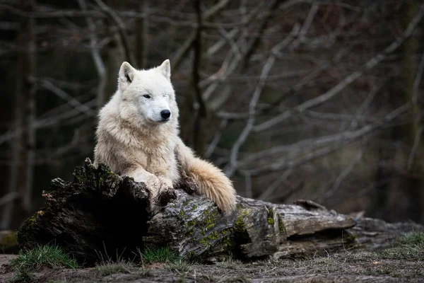 Fehér Farkas Erdőben — Stock Fotó