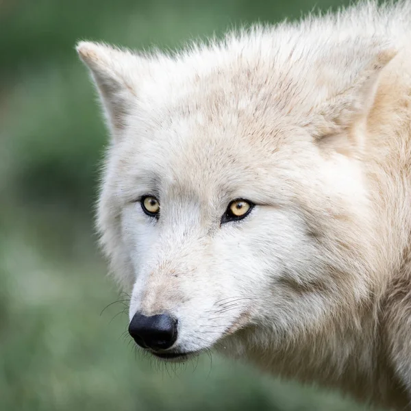 Retrato Lobo Blanco Bosque —  Fotos de Stock