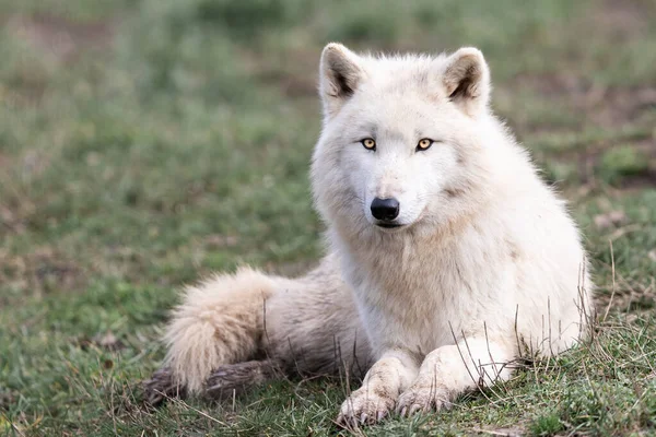 Lobo Blanco Bosque —  Fotos de Stock