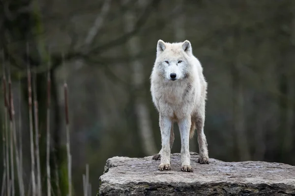 Loup Blanc Dans Forêt — Photo