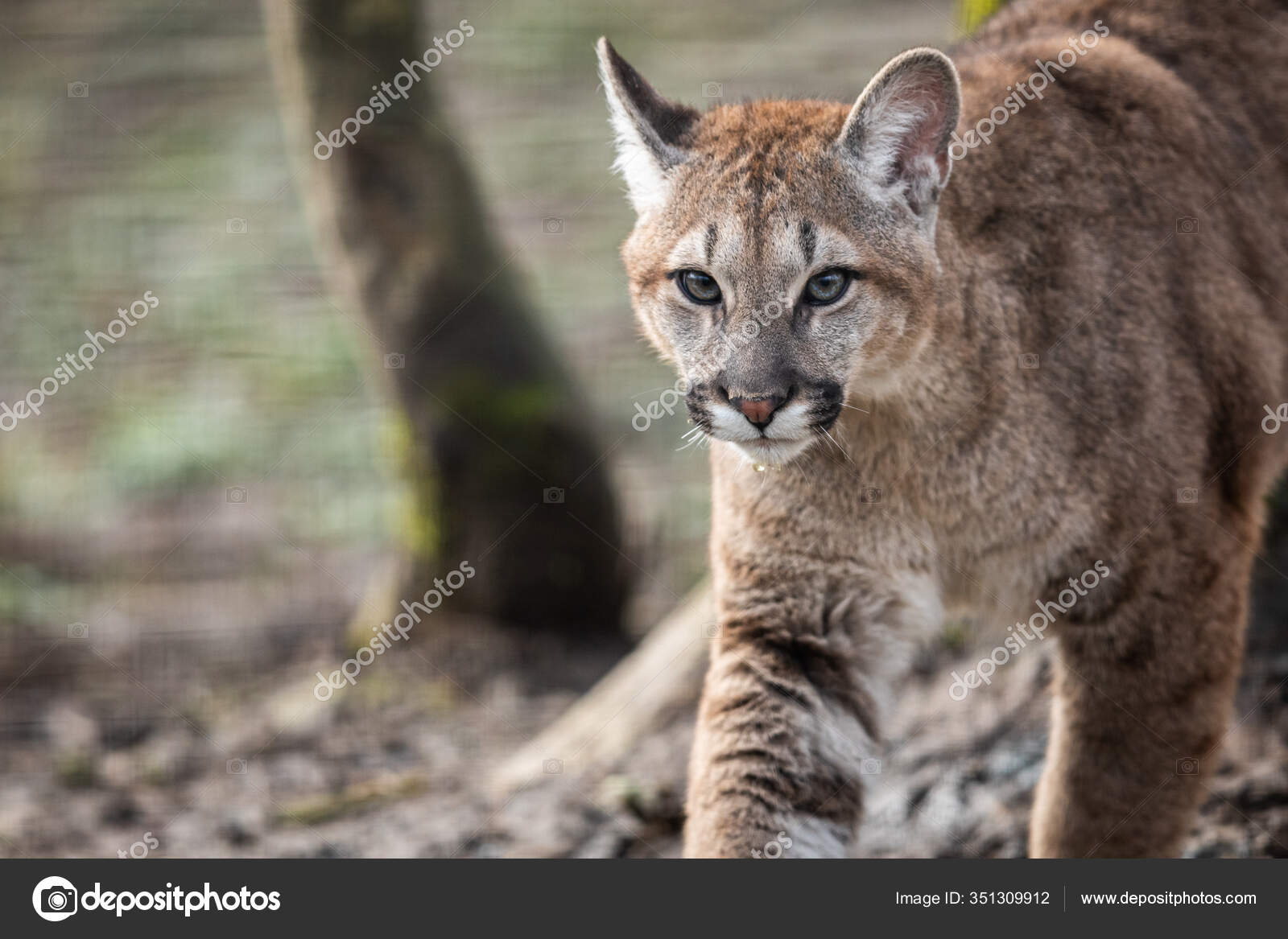 Lince y puma hot sale