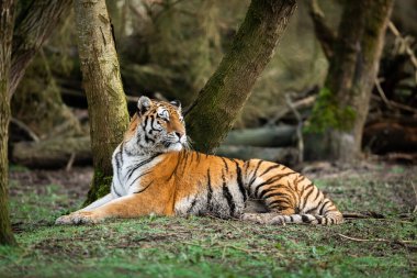 ormanda bir kaplan portresi