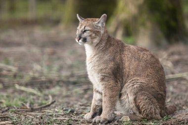 Ormandaki bir puma portresi