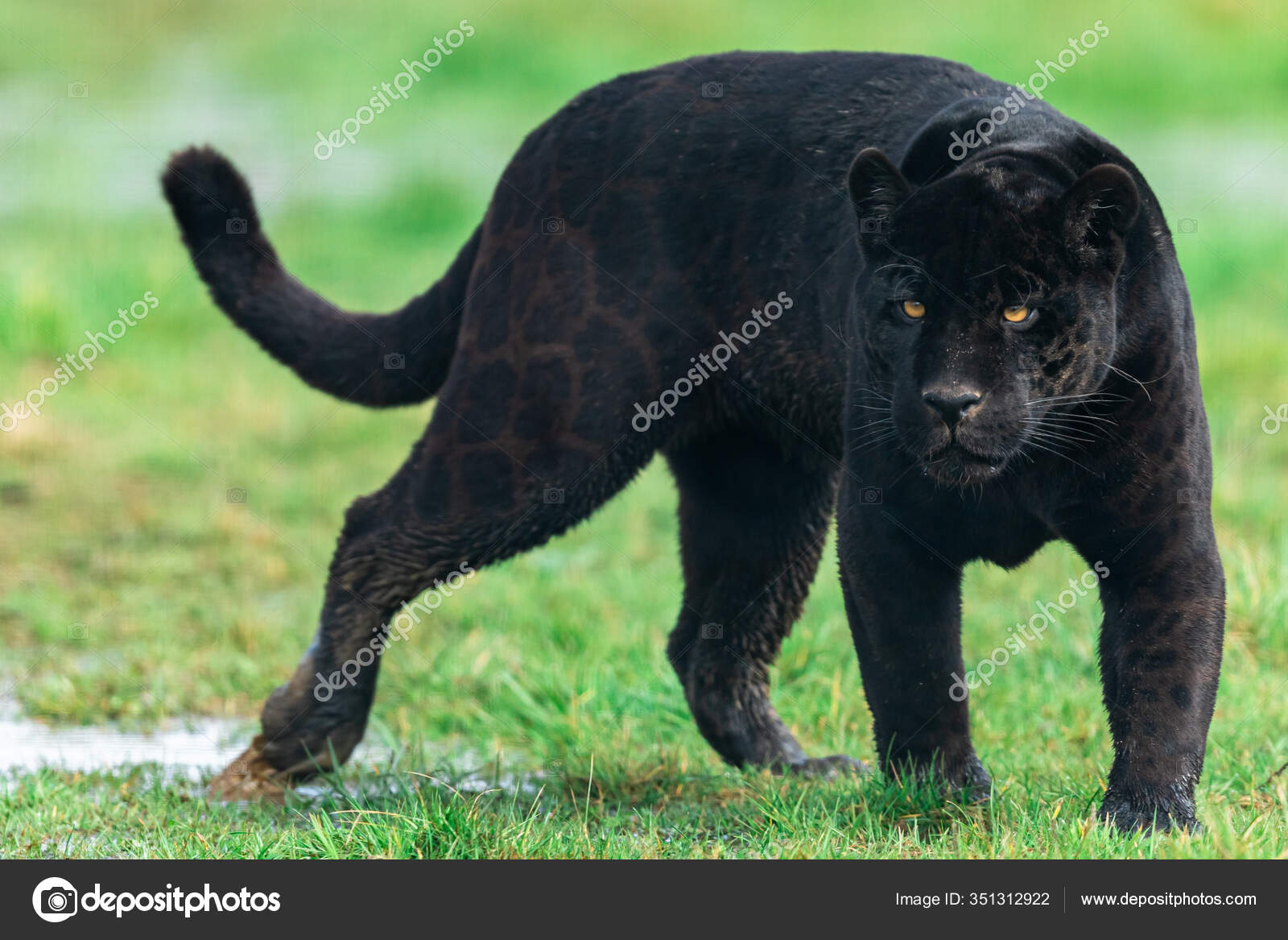 Portrait Black Jaguar Forest Stock Photo by ©waitandshoot 351312922