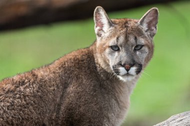 Ormandaki bir puma portresi