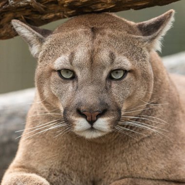 Ormandaki bir puma portresi