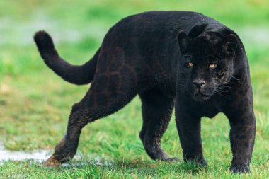 Ormandaki siyah bir jaguarın portresi.