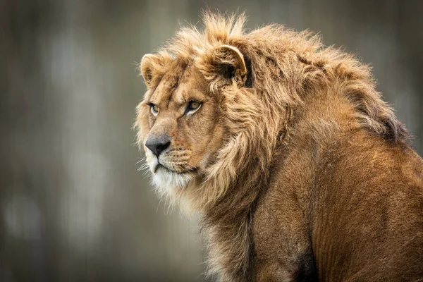 Retrato León Bosque — Foto de Stock