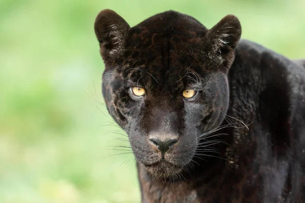 Portrait Jaguar Noir Dans Forêt — Photo