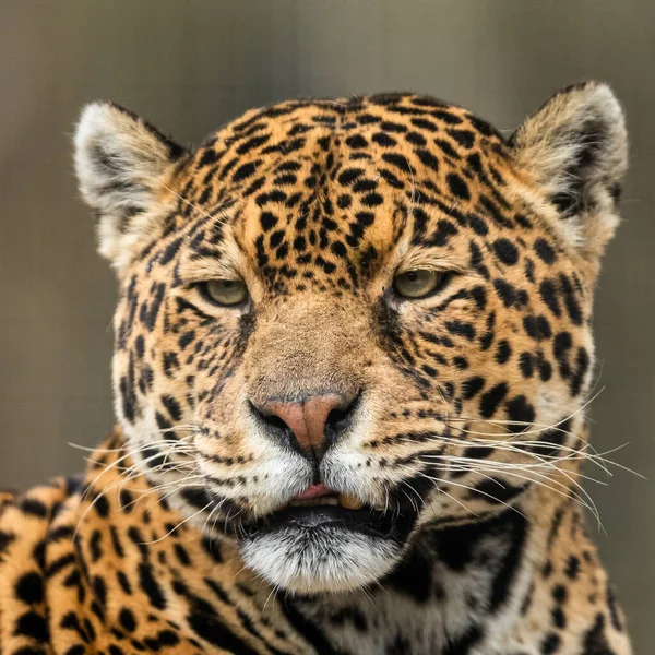 Retrato Jaguar Bosque — Foto de Stock