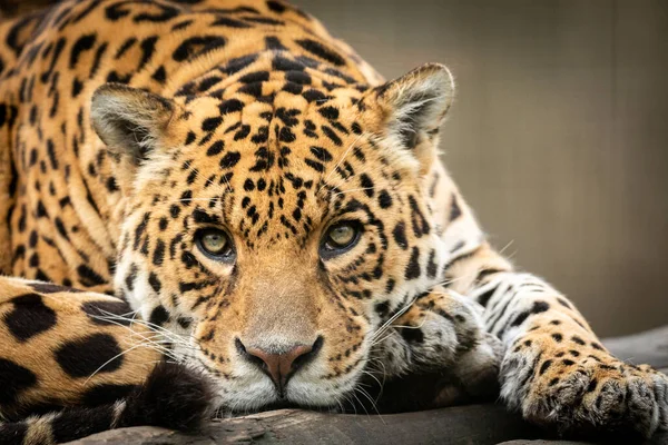 Retrato Jaguar Bosque —  Fotos de Stock
