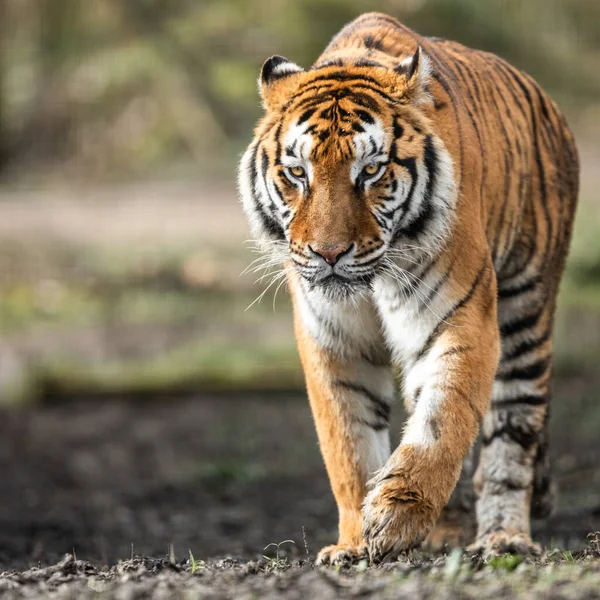 Porträt Eines Tigers Wald — Stockfoto
