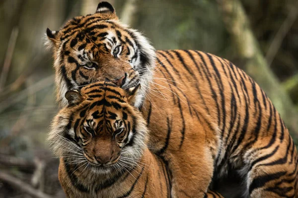 Mating Two Tigers Forest — Stock Photo, Image