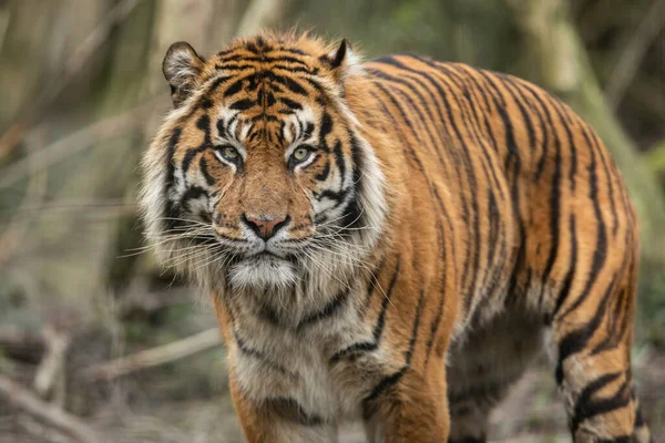 Portrait Tigre Dans Forêt — Photo