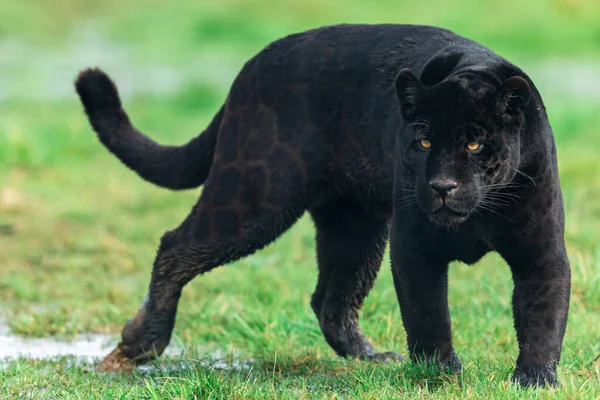 Porträtt Svart Jaguar Skogen — Stockfoto