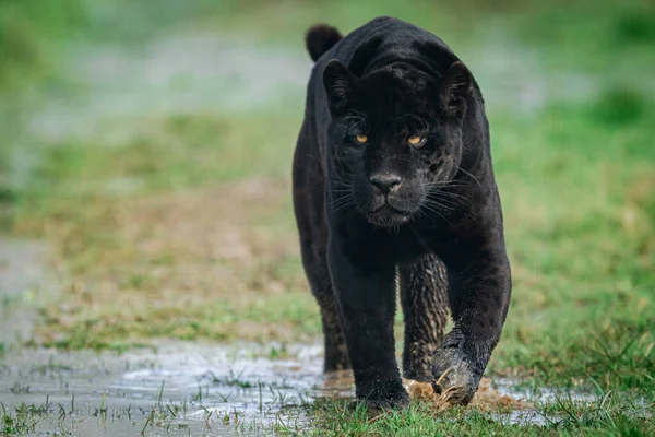 Porträt Eines Schwarzen Jaguars Wald — Stockfoto