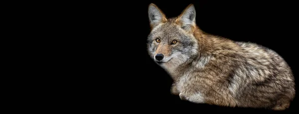 Template Coyote Black Background — Stock Photo, Image