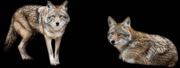 Template Coyote Black Background — Stock Photo, Image