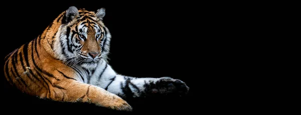 Template Tiger Black Background — Stock Photo, Image