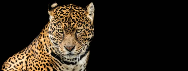 Plantilla Jaguar Con Fondo Negro —  Fotos de Stock