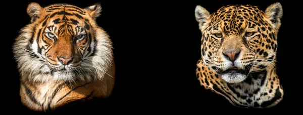 Modelo Tigre Onça Pintada Com Fundo Preto — Fotografia de Stock