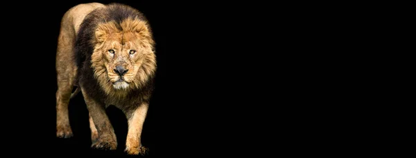Lion vector logo Stock Photos, Royalty Free Lion vector logo Images | Depositphotos Lion vector logo Stock Photos, Royalty Free Lion vector logo Images | Depositphotos
