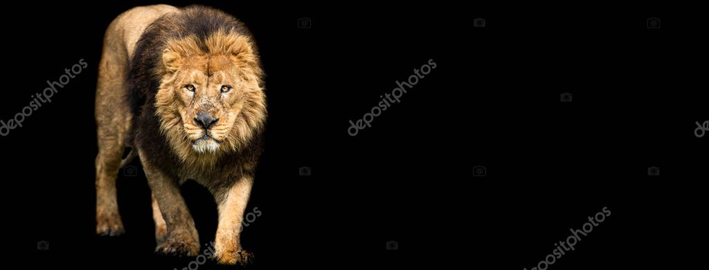 Template of Lion with a black background