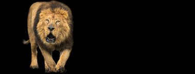 Siyah arkaplan ile Aslan şablonu