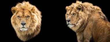 Siyah arkaplan ile Aslan şablonu