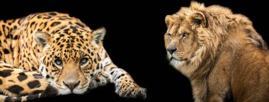 Siyah arkaplanı olan Aslan ve Jaguar şablonu